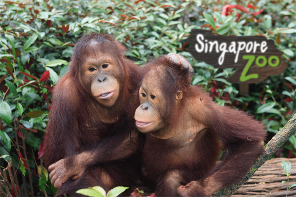 تستضيف حديقة حيوان سنغافورة أكثر من 3200حيوان