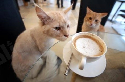 مقهى ألماني صديق للقطط