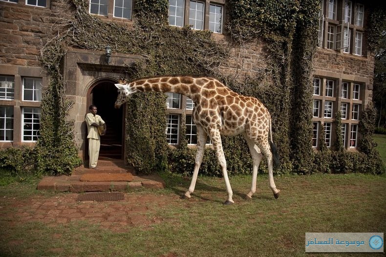 giraffe-manor-12[2