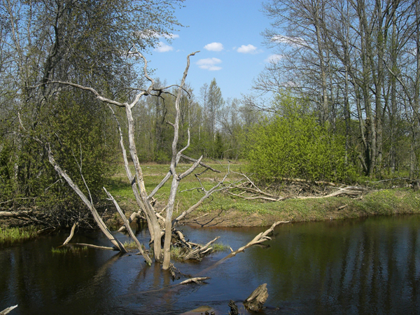 Latvia_nature-.jpg