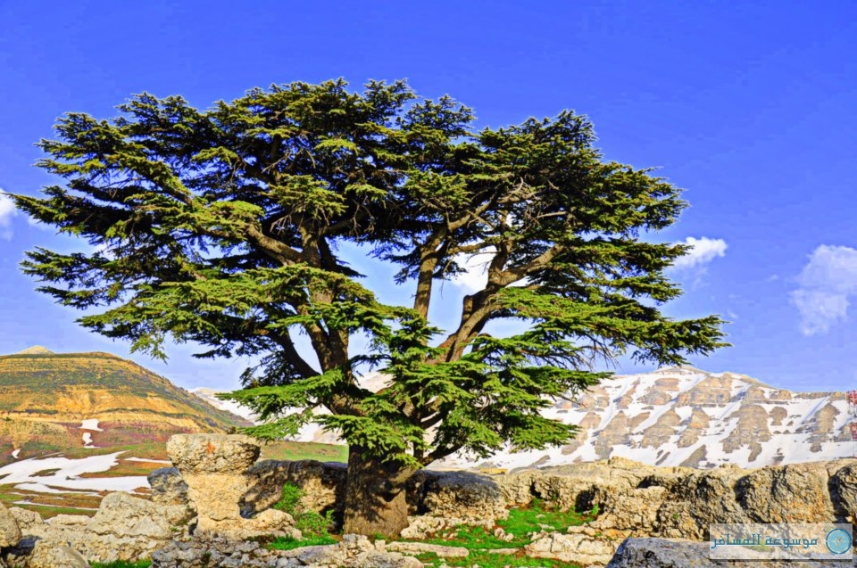 أشجار الأرز علامة محفورة في تاريخ وعلم لبنان على مر العصور