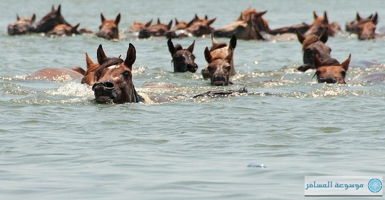 chincoteague-pony-swim-16[2]