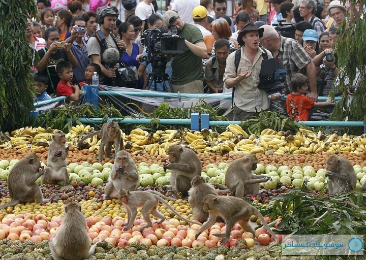 مهرجان بوفيه القرود