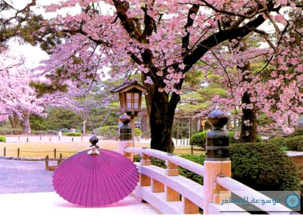 بالصور أجمل مشاهد الربيع الياباني