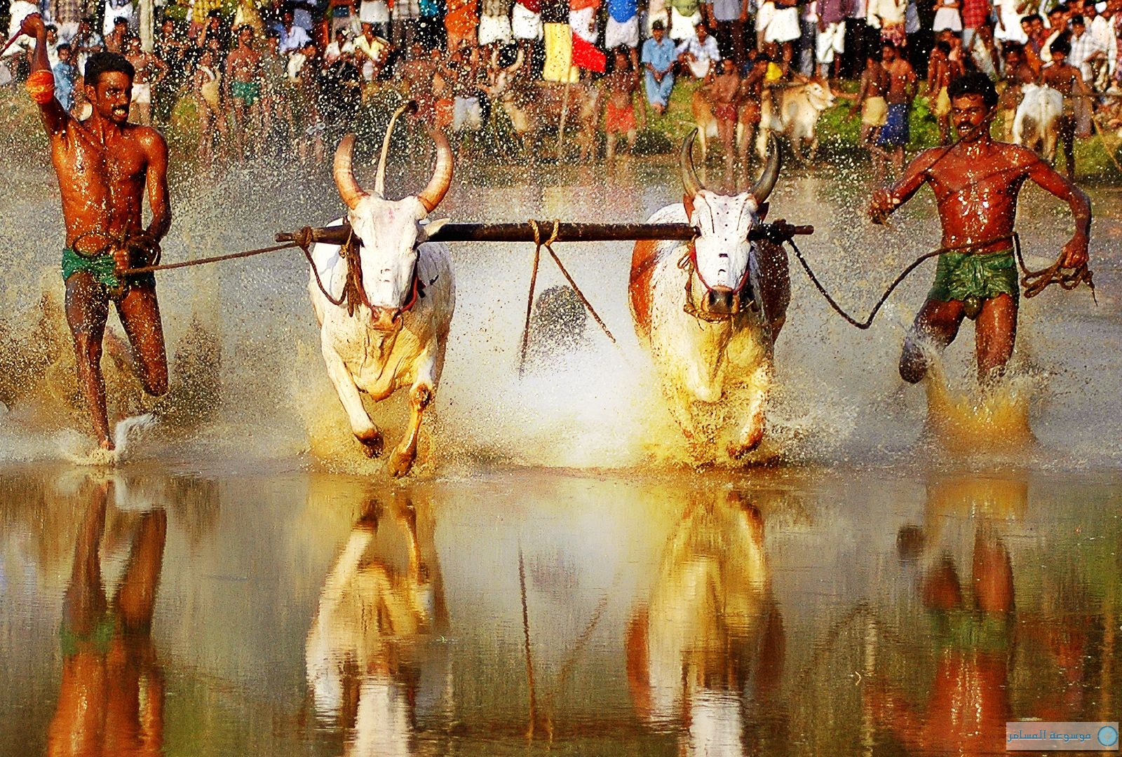 مارامادي" مهرجان الجري مع الثيران كيرالا الهند