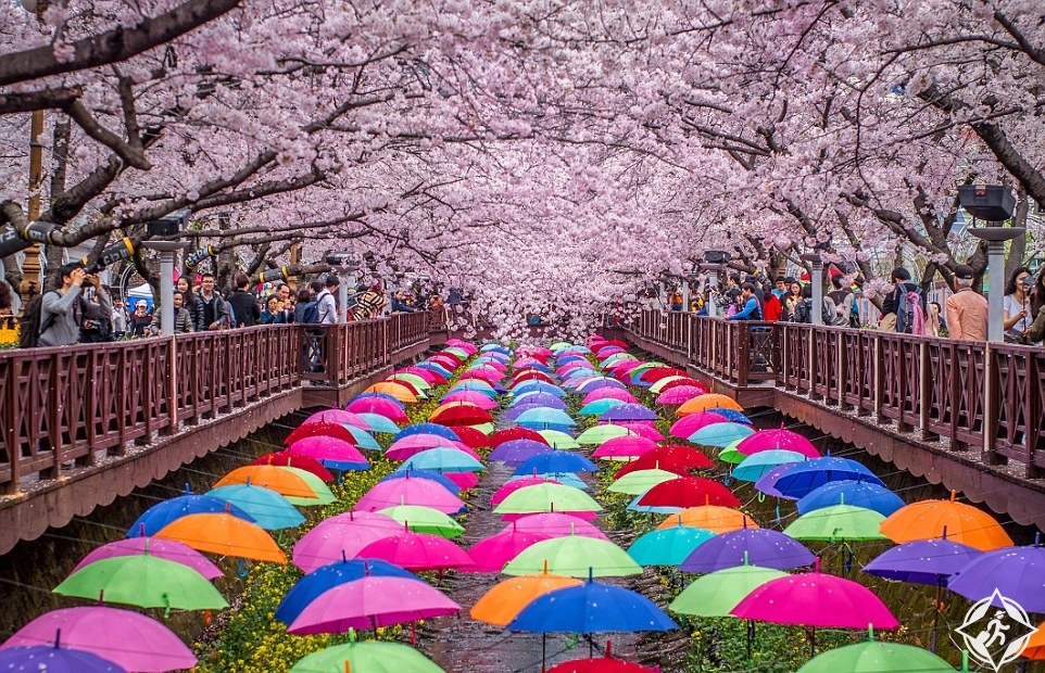 بالصور..أجمل مشاهد الربيع في اليابان وكوريا الجنوبية