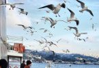 السياحة الشتوية في تركيا