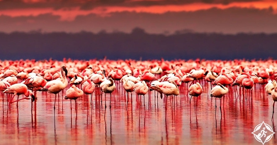 السياحة في كينيا - حديقة بحيرة ناكورو الوطنية