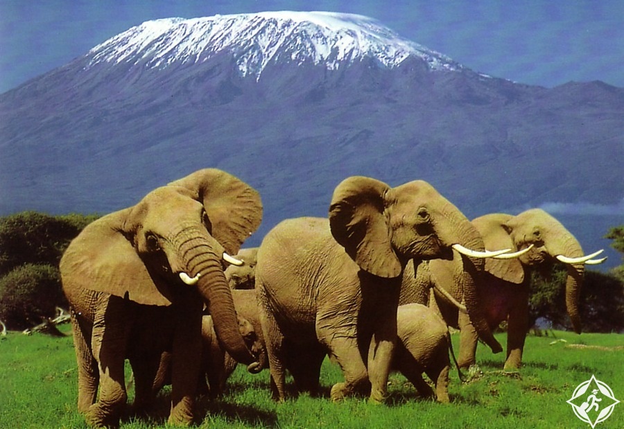 السياحة في كينيا - محمية أمبوسيلي الوطنية